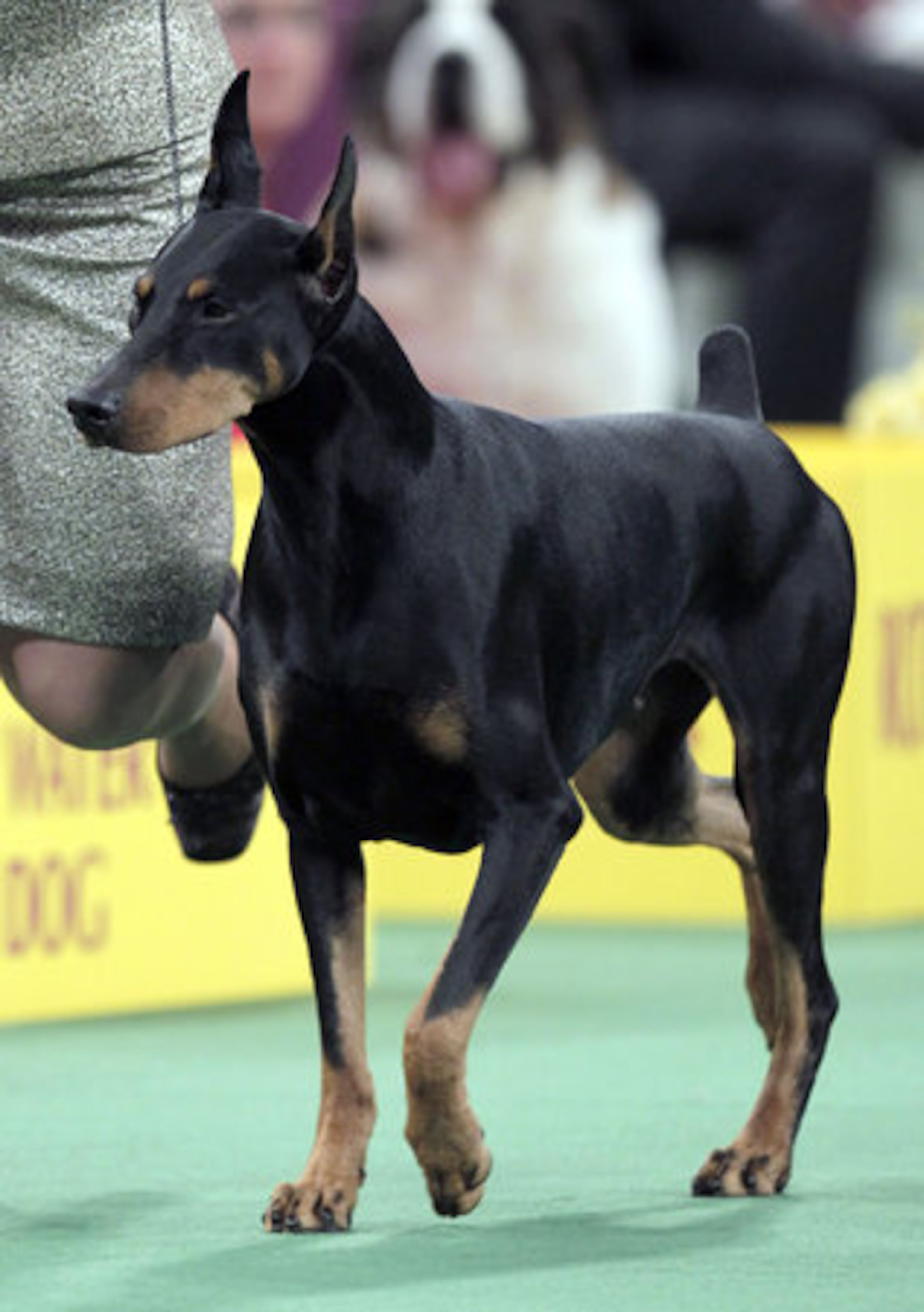 Protocol's Veni Vidi Vici, a Doberman pinscher, who won its group, runs during the judging of the Working Group at the 136th annual Westminster Kennel Club dog show in New York, Tuesday, Feb. 14, 2012.